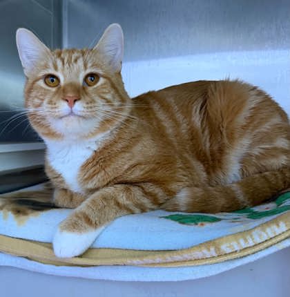 Shelter Stray Male Cat last seen Near Cecil ave, 21218, MD, 2490 Giles Rd, Baltimore, MD 21225, USA