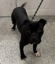 Shelter Stray Male Dog last seen E 51st St & Prospect Ave, KCMO, 64130, 64130, MO, 7077 Elmwood Ave, Kansas City, MO 64132, USA