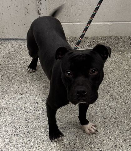 Shelter Stray Male Dog last seen E 51st St & Prospect Ave, KCMO, 64130, 64130, MO, 7077 Elmwood Ave, Kansas City, MO 64132, USA