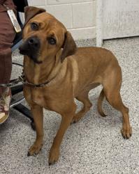 Shelter Stray Female Dog last seen Near Askew Ave, 64132, MO, 7077 Elmwood Ave, Kansas City, MO 64132, USA