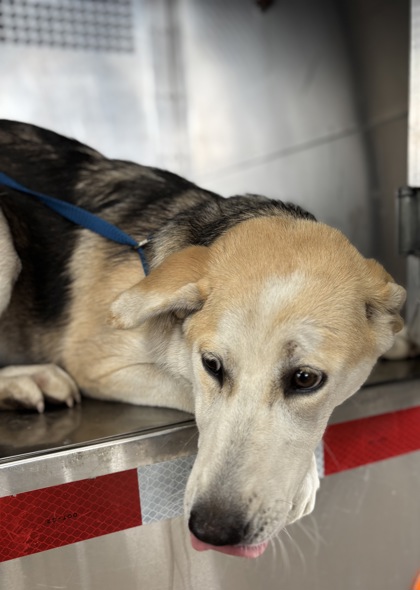 Shelter Stray Female Dog last seen Near GARDENIA DR, South District, TX, 355 Hillshire Dr, Haslet, TX 76052, USA