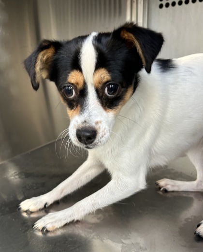Shelter Stray Male Dog last seen Near Bonnell Ave, West District, TX, 355 Hillshire Dr, Haslet, TX 76052, USA