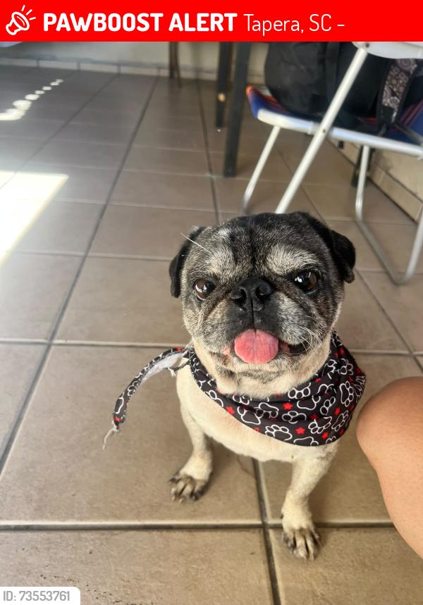 Lost Male Dog last seen Tapera, Tapera, SC 88049-220