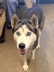 Shelter Stray Female Dog last seen Near E 65, 3rd District, OH, 9203 Detroit Ave, Cleveland, OH 44102, USA