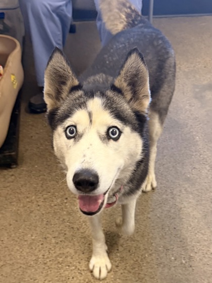 Shelter Stray Female Dog last seen Near E 65, 3rd District, OH, 9203 Detroit Ave, Cleveland, OH 44102, USA