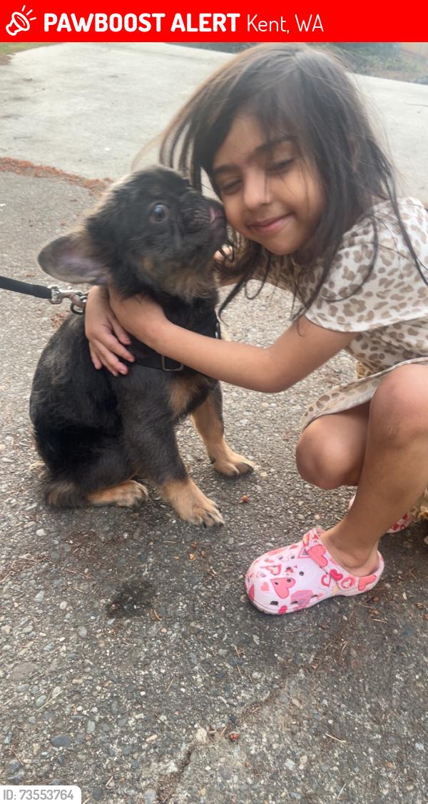Lost Male Dog last seen Turnkey park, Kent, WA 98031