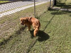 Reunited Male Dog last seen N Arden Ave and 109th, Tampa, FL 33602
