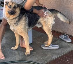 Reunited Male Dog last seen San Sevaine, Fontana, CA 92336