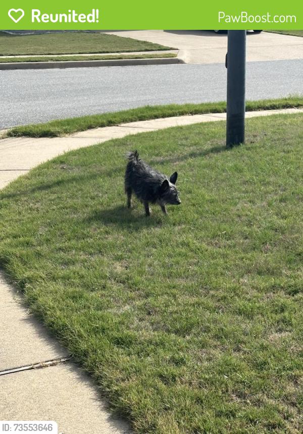 Reunited Female Dog last seen Centerton cemetery, Centerton, AR 72719