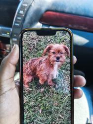 Lost Male Dog last seen Iga, Brenda St NW,  35810