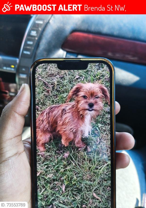 Lost Male Dog last seen Iga, Brenda St NW,  35810