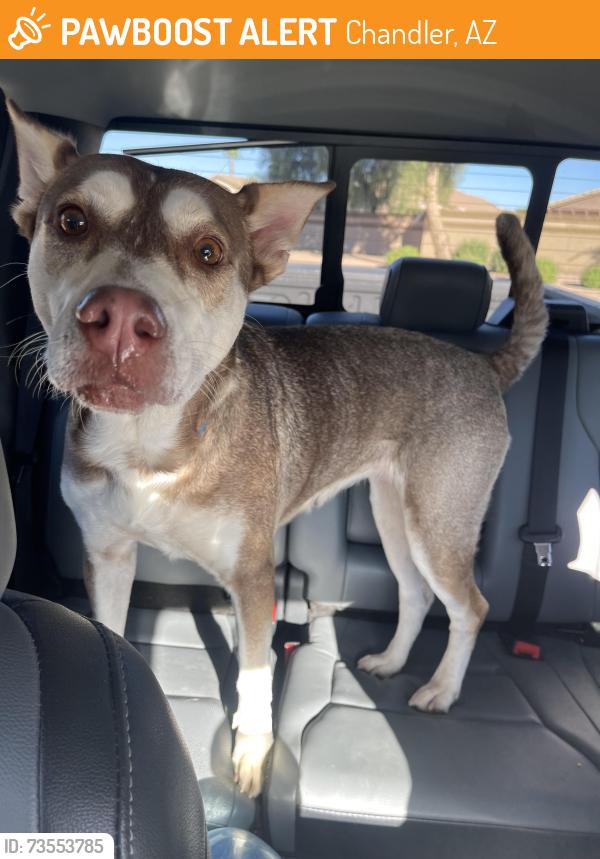 Found/Stray Female Dog last seen Cooper and Riggs, Chandler, AZ 85224