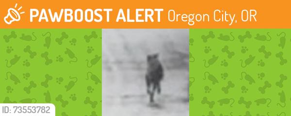 Found/Stray Unknown Dog last seen The intersection of Glen Oak road and Augusta Drive, Oregon City, OR 97045