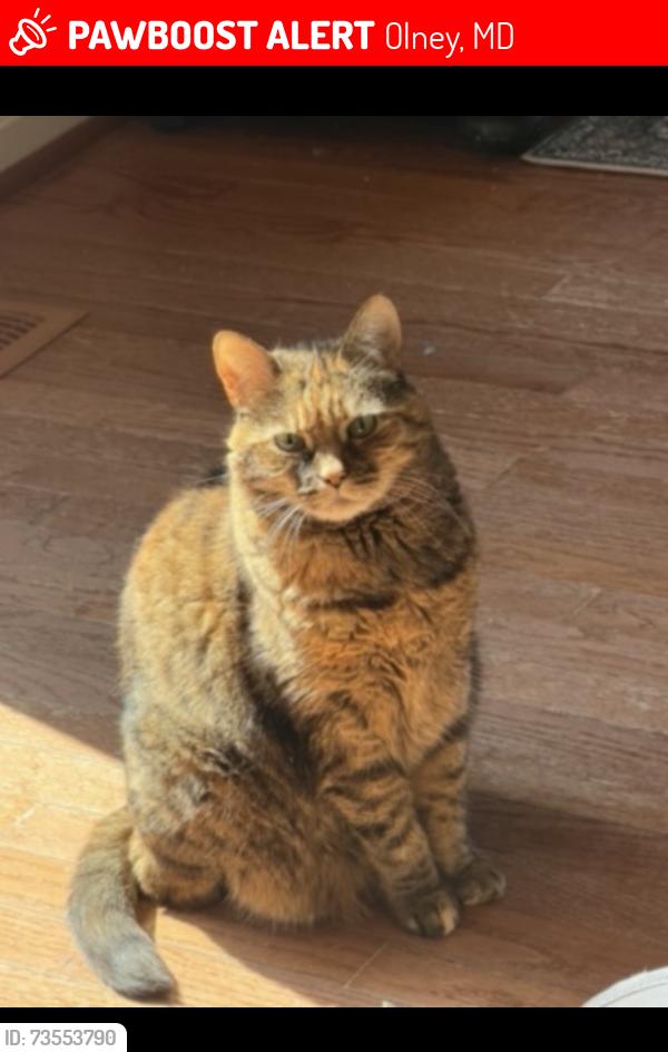 Lost Female Cat last seen Homeland Terr-, Olney, MD 20832