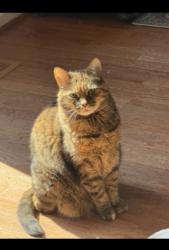 Lost Female Cat last seen Homeland Terr-, Olney, MD 20832