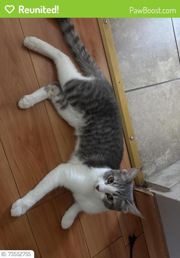 Reunited Female Cat last seen Variel Ave/Valerio St, Los Angeles, CA 91303