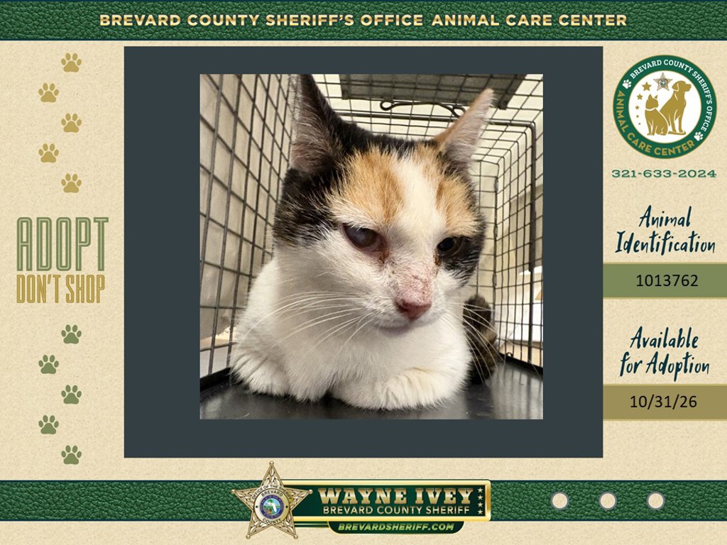 Shelter Stray Female Cat last seen Near Blake Avenue, COCOA, FL, 32922, 5100 W Eau Gallie Blvd, Melbourne, FL 32934, USA