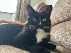 Reunited Male Cat last seen Post office, Glenfield, England 