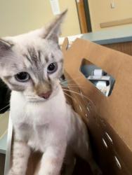 Shelter Stray Female Cat last seen Treemont Ct, VIRGINIA BEACH, VA, 23454, 341 S Birdneck Rd, Virginia Beach, VA 23451, USA