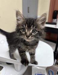 Shelter Stray Male Cat last seen Near block 7th Avenue S, GREAT FALLS, MT, 59405, 1010 25th Ave NE, Great Falls, MT 59404, USA