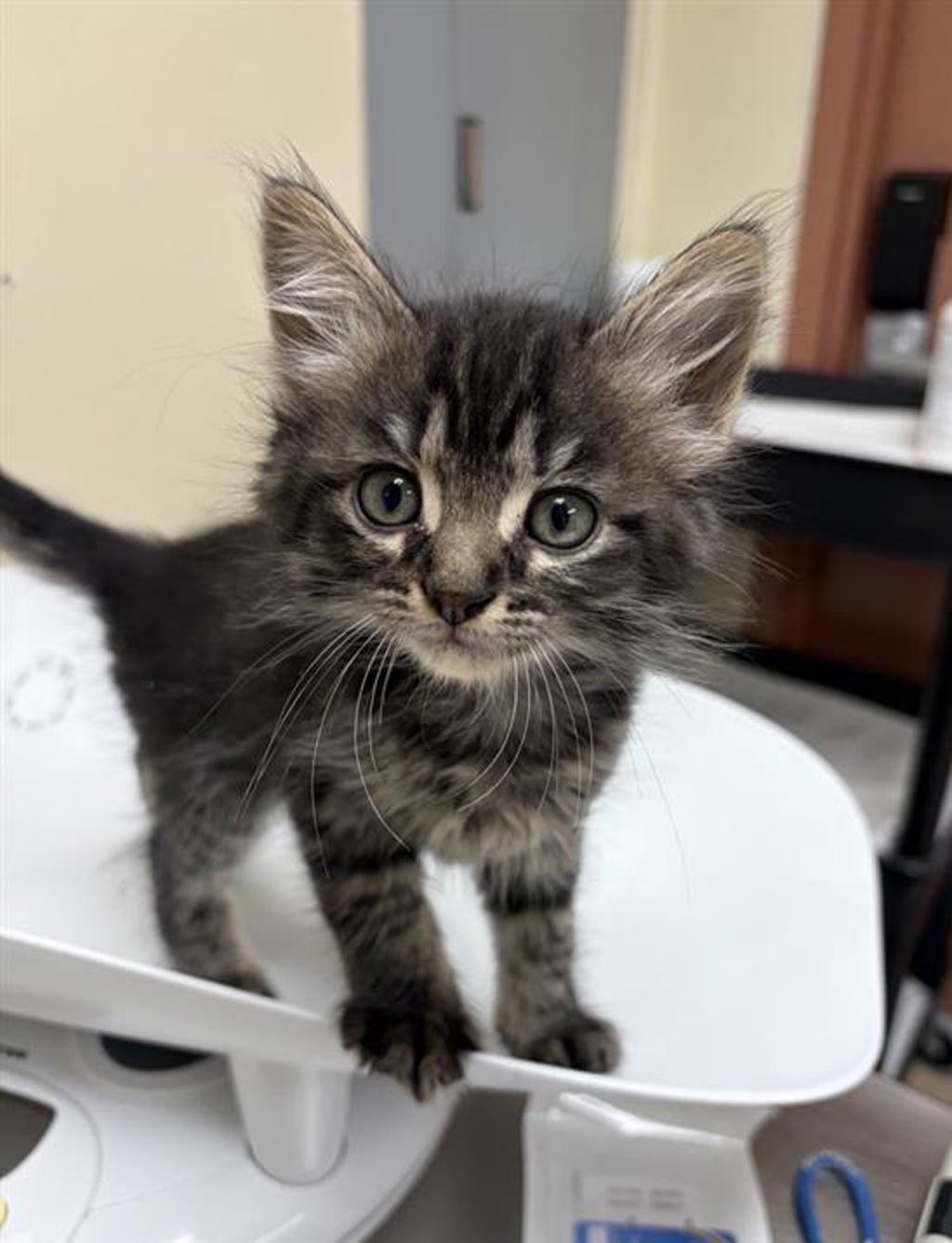 Shelter Stray Male Cat last seen Near block 7th Avenue S, GREAT FALLS, MT, 59405, 1010 25th Ave NE, Great Falls, MT 59404, USA