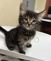 Shelter Stray Male Cat last seen Near block 7th Avenue S, GREAT FALLS, MT, 59405, 1010 25th Ave NE, Great Falls, MT 59404, USA