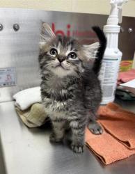 Shelter Stray Male Cat last seen Near block 7th Avenue S, GREAT FALLS, MT, 59405, 1010 25th Ave NE, Great Falls, MT 59404, USA