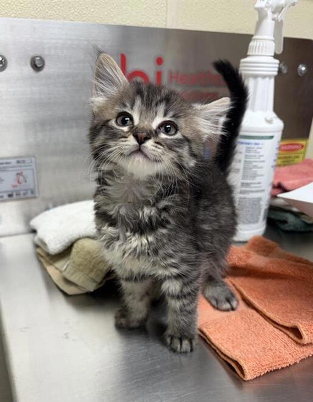 Shelter Stray Male Cat last seen Near block 7th Avenue S, GREAT FALLS, MT, 59405, 1010 25th Ave NE, Great Falls, MT 59404, USA