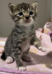 Shelter Stray Female Cat last seen Near Madera Street, San Diego, CA, 92114, 5500 Gaines St, San Diego, CA 92110, USA