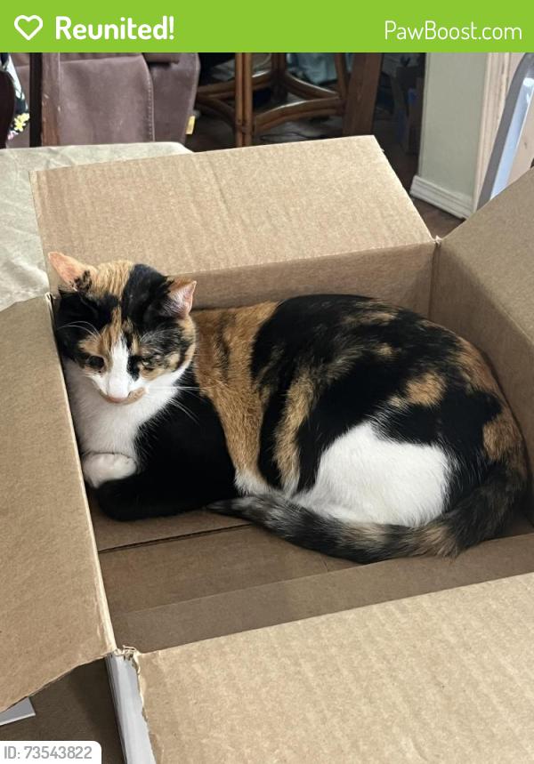 Reunited Female Cat last seen 129th and 71st, Broken Arrow, OK 74012