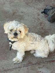 Reunited Male Dog last seen Maple and shields area, Fresno, CA 93726
