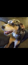 Reunited Female Dog last seen Near Gibsonton Drive, Gibsonton, FL 33534