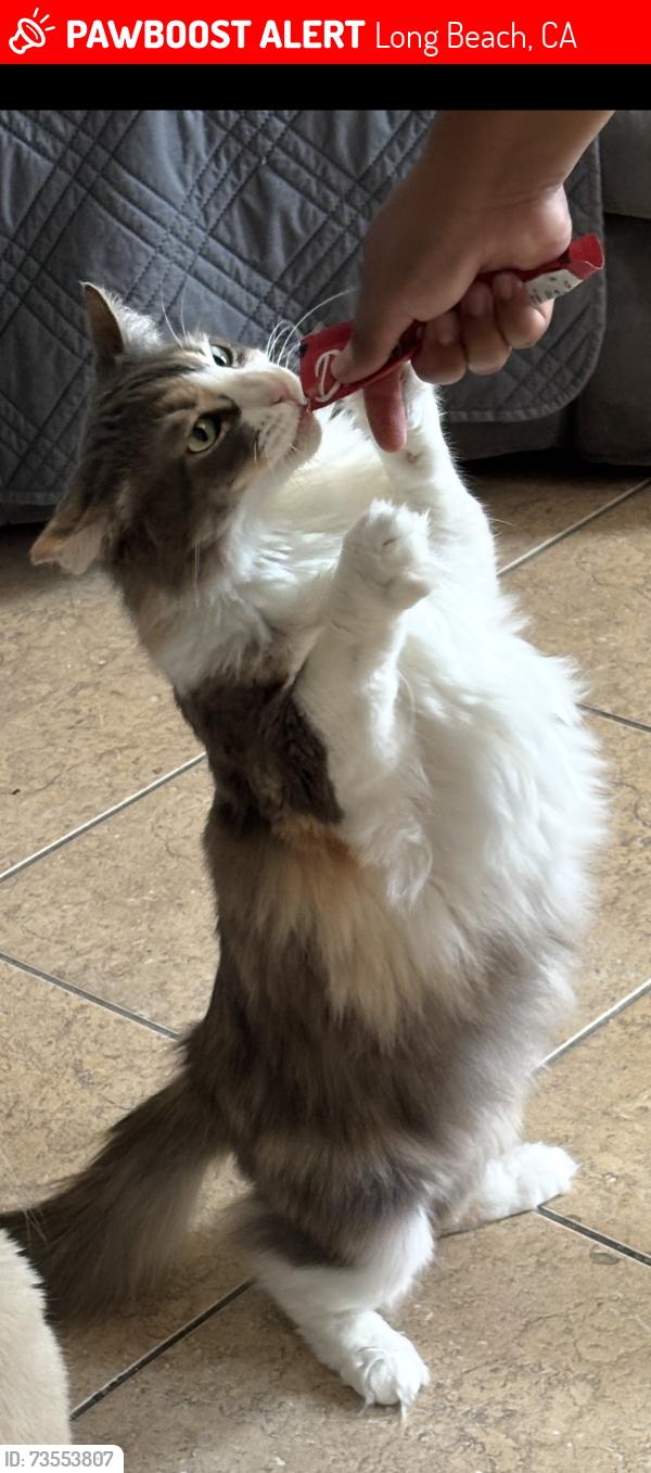 Lost Female Cat last seen Near paramount, long beach, Long Beach, CA 90805