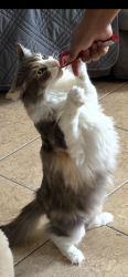 Lost Female Cat last seen Near paramount, long beach, Long Beach, CA 90805