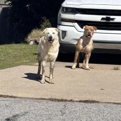 Found/Stray Unknown Dog last seen Cleveland rd. Woodcreek lane., Clayton, NC 27520