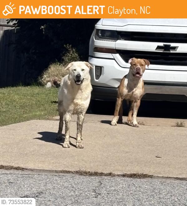 Found/Stray Unknown Dog last seen Cleveland rd. Woodcreek lane., Clayton, NC 27520