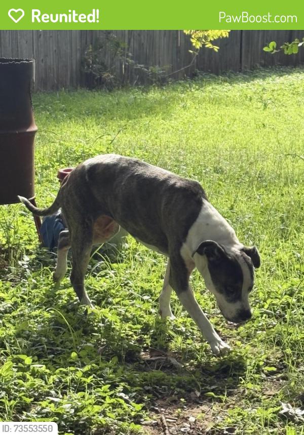 Reunited Female Dog last seen Wardville & jones, Cleburne, TX 76033