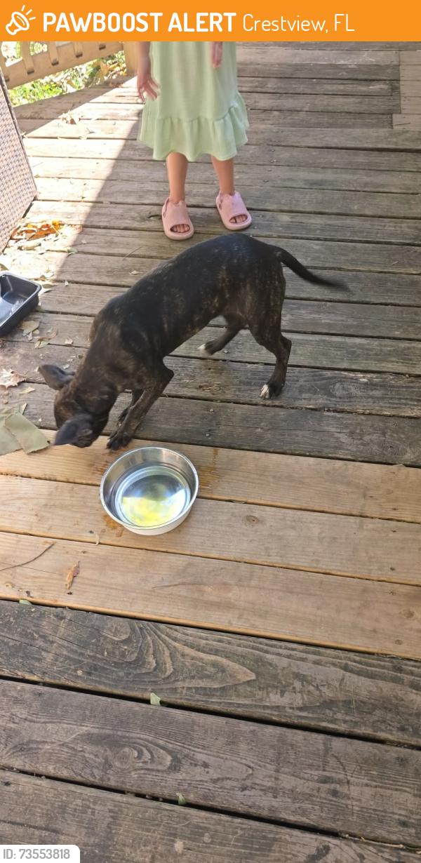 Found/Stray Female Dog last seen Wilson St, Crestview, FL 32539
