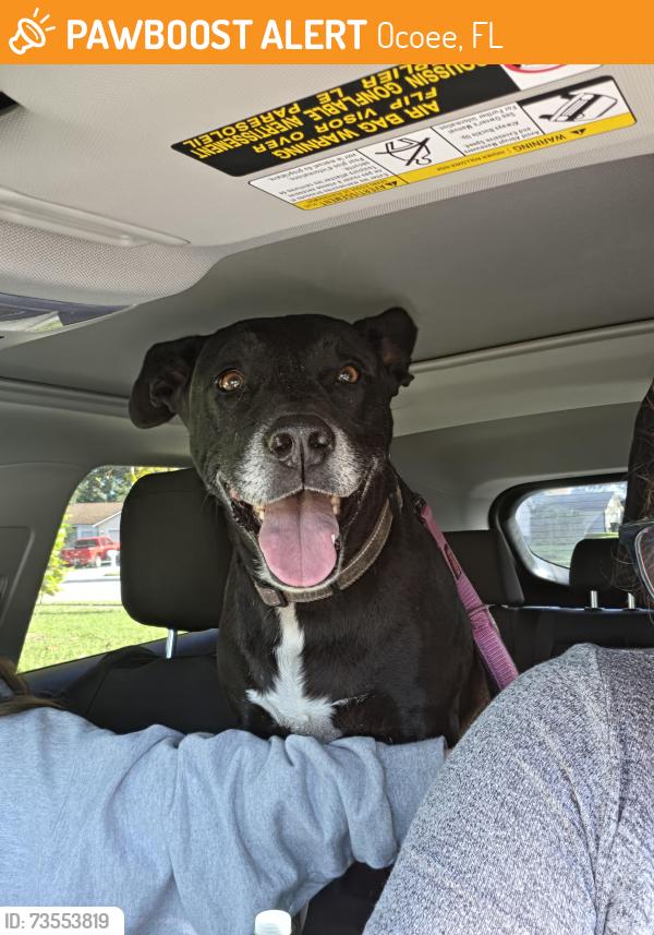 Found/Stray Female Dog last seen Sawmill and millstream, Ocoee, FL 34761