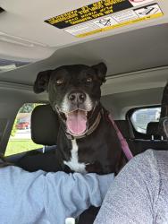 Found/Stray Female Dog last seen Sawmill and millstream, Ocoee, FL 34761