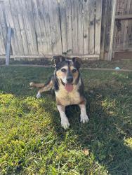 Reunited Female Dog last seen W Taron Dr, Elk Grove, CA 95757