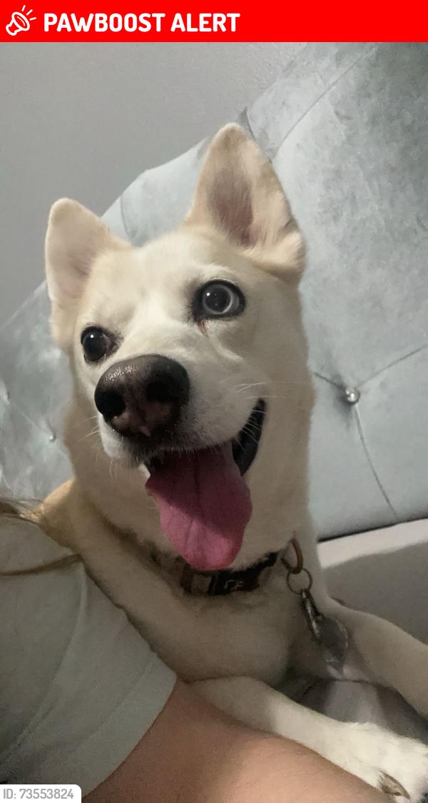 Lost Female Dog last seen Acacia wood wY, Westfield Estates Dr,  77449