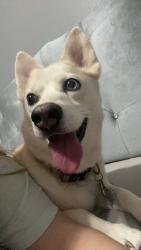 Lost Female Dog last seen Acacia wood wY, Westfield Estates Dr,  77449