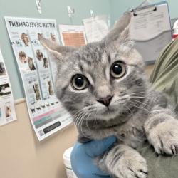 Shelter Stray Male Cat last seen , 2608 Center St, Tacoma, WA 98409, USA