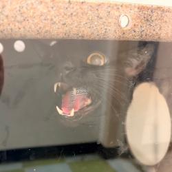 Shelter Stray Male Cat last seen , Animal Care & Control Team of Philly, 111 W Hunting Park Ave, Philadelphia, PA 19140, USA