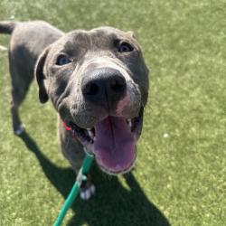 Shelter Stray Male Dog last seen , Animal Care & Control Team of Philly, 111 W Hunting Park Ave, Philadelphia, PA 19140, USA