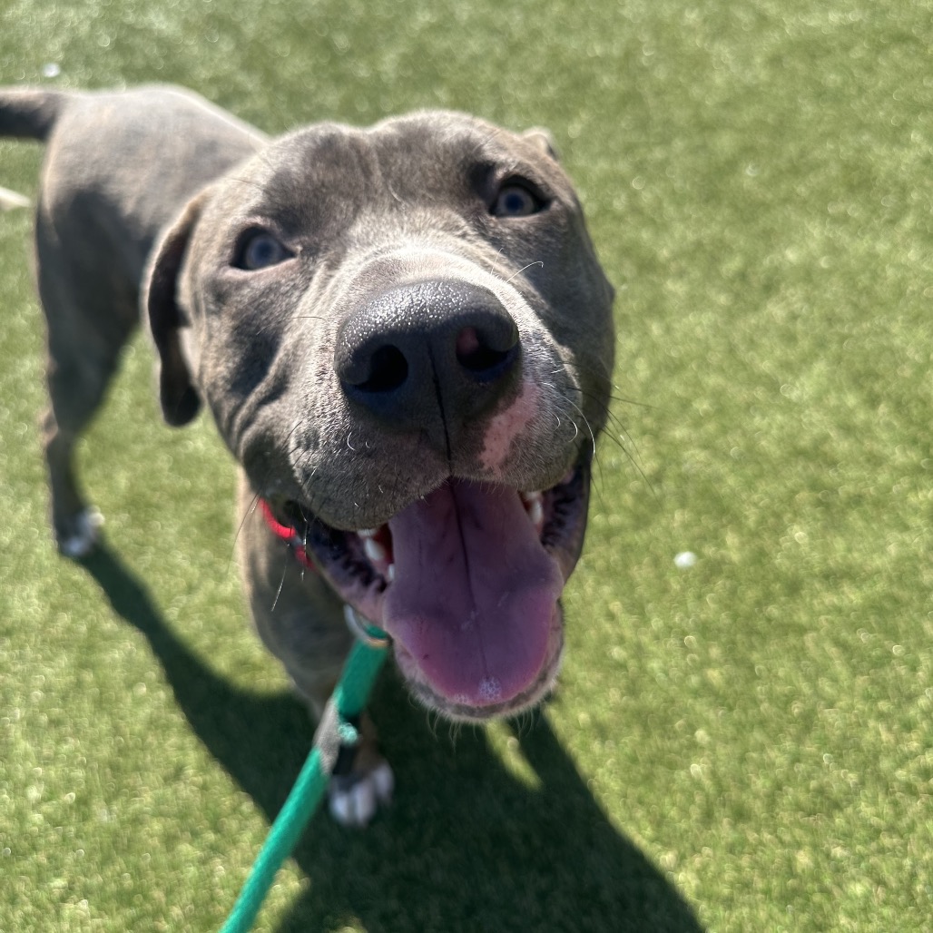 Shelter Stray Male Dog last seen , Animal Care & Control Team of Philly, 111 W Hunting Park Ave, Philadelphia, PA 19140, USA