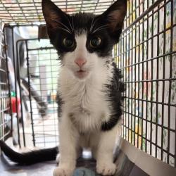 Shelter Stray Male Cat last seen , Animal Care & Control Team of Philly, 111 W Hunting Park Ave, Philadelphia, PA 19140, USA
