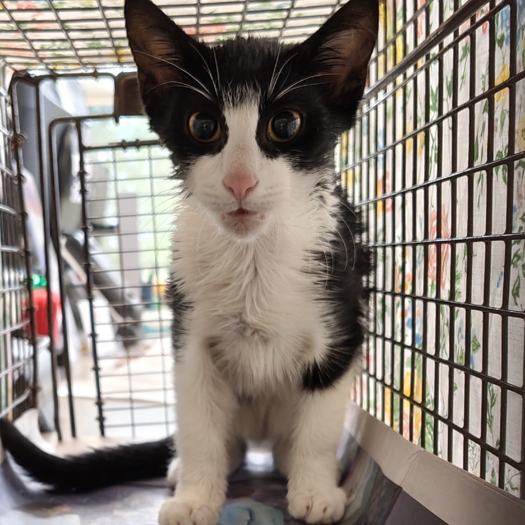 Shelter Stray Male Cat last seen , Animal Care & Control Team of Philly, 111 W Hunting Park Ave, Philadelphia, PA 19140, USA