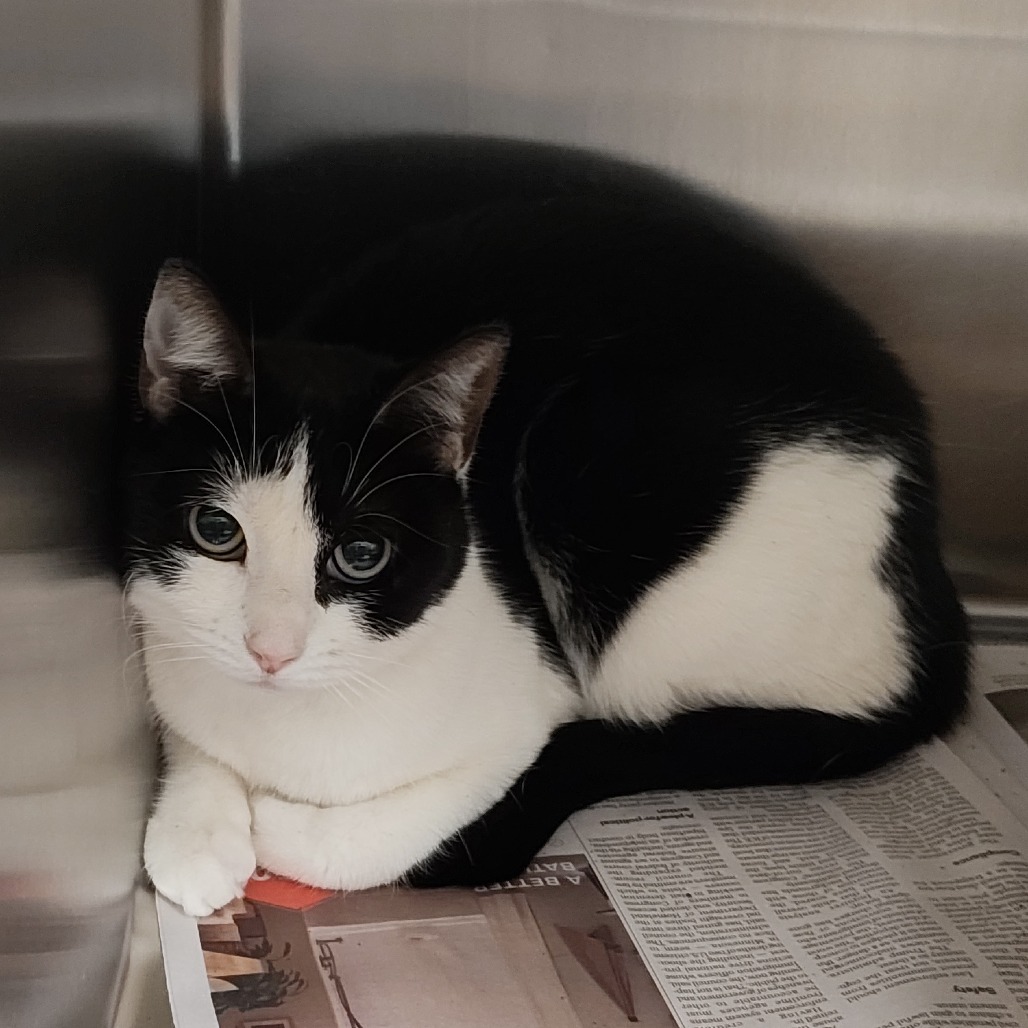 Shelter Stray Female Cat last seen , Animal Care & Control Team of Philly, 111 W Hunting Park Ave, Philadelphia, PA 19140, USA